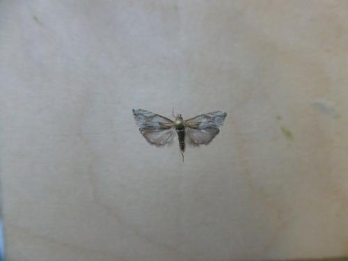Eucosma sp.