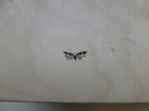 Réf. 153 245 : Syncopacma sp.