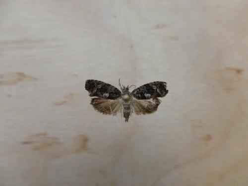 Eudemis profundana