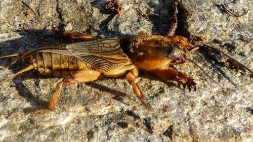 Réf. 153 761 : Gryllotalpa vineae