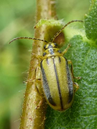 Réf. 153 619 : Xanthogaleruca luteola