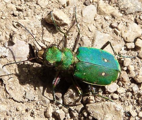 Réf. 153 189 : Cicindela campestris