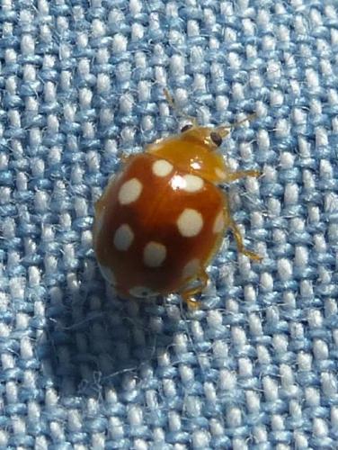Vibidia duodecimguttata