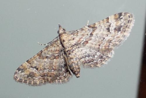 Réf. 153 701 : Gymnoscelis rufifasciata