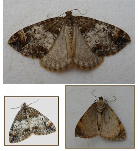 Réf. 153 697 : Dysstroma truncata