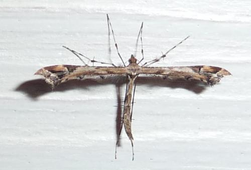 Amblyptilia acanthadactyla