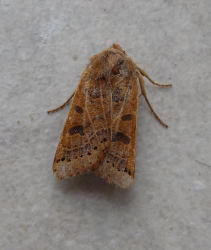 Agrochola lunosa