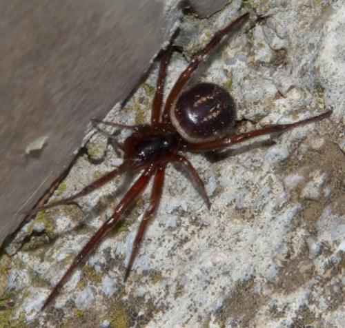 Réf. 153 320 : Steatoda nobilis