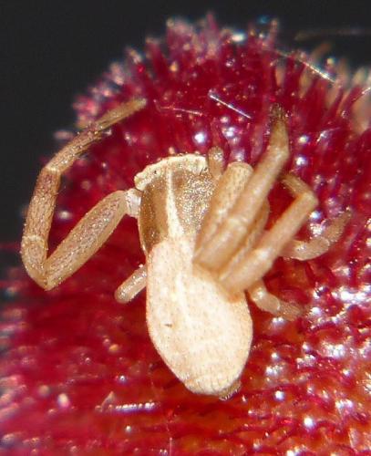 Runcinia grammica