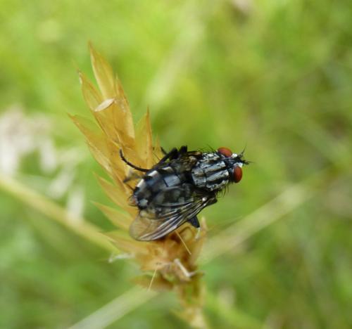 Sarcophaga sp.