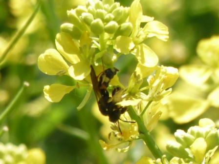 Cerceris rybyensis
