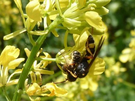 Cerceris rybyensis