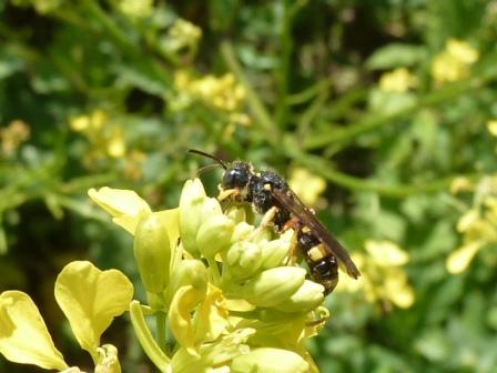 Cerceris rybyensis