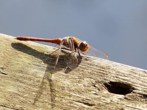 Sympetrum striolatum