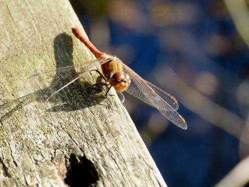Réf. 153 030 : Sympetrum striolatum