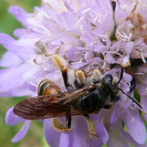 Andrena hattorfiana