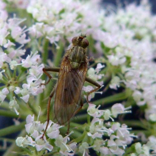 Scathophaga stercoraria