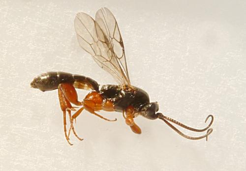 Hypsicera femoralis
