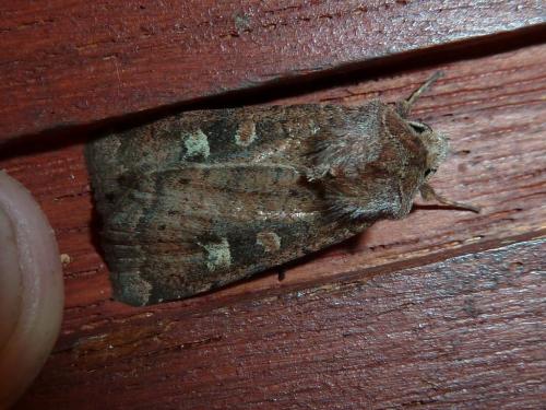 Xestia xanthographa