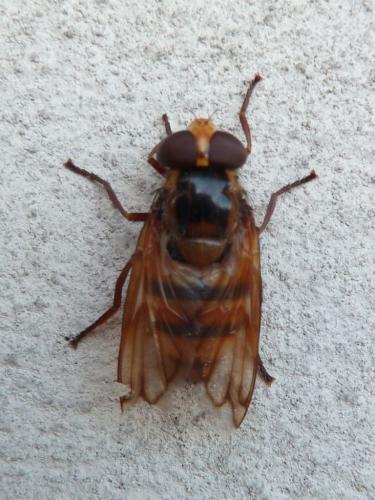 Réf. 153 764 : Volucella inanis