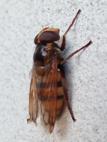 Réf. 153 765 : Volucella inanis