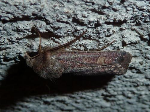 Réf. 153 769 : Xestia xanthographa
