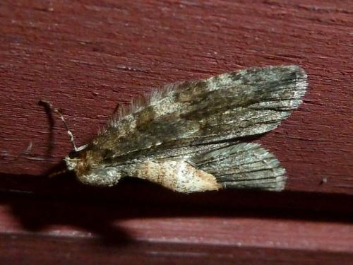 Epirrita sp.