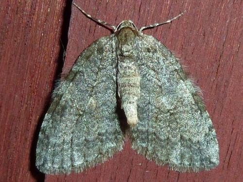 Epirrita sp.