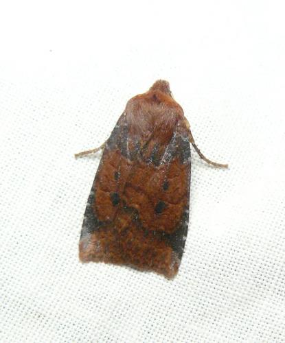 Réf. 153 830 : Conistra ligula
