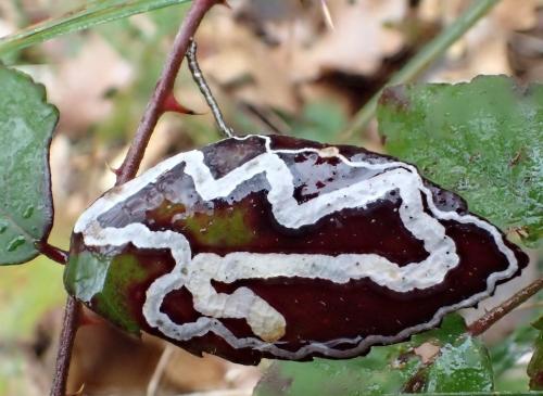 Réf. 153 413 : Stigmella sp.