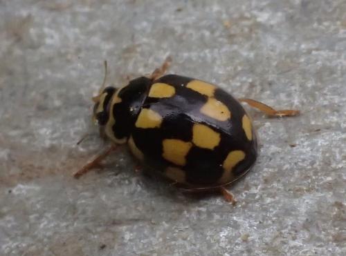 Propylea quatuordecimpunctata