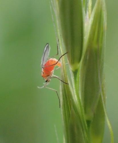 Sitodiplosis mosellana