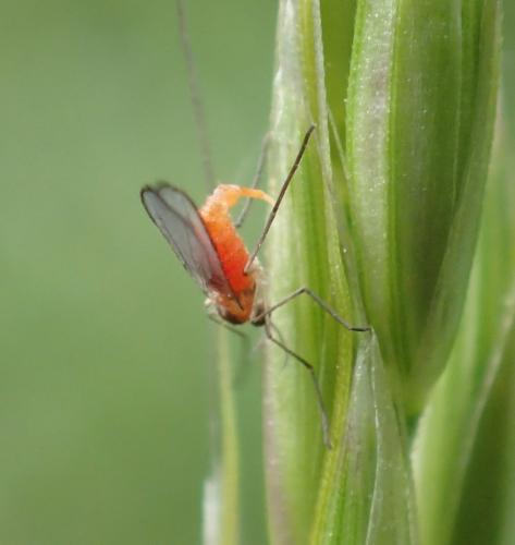 Sitodiplosis mosellana