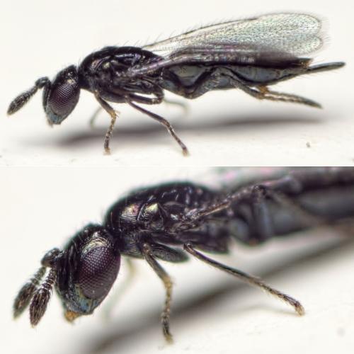 Réf. 153 690 : Macroglenes varicornis