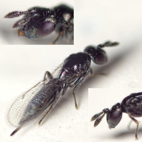 Réf. 153 691 : Macroglenes varicornis