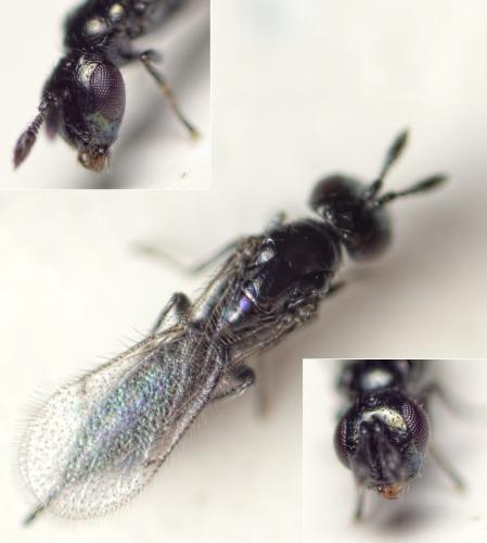 Réf. 153 692 : Macroglenes varicornis