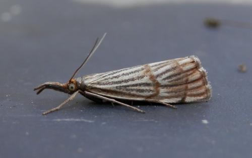 Réf. 153 433 : Chrysocrambus linetella