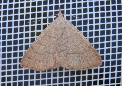 Paracolax tristalis