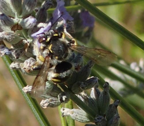 Anthidium florentinum