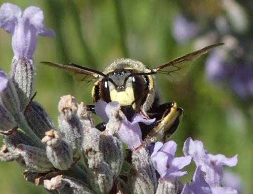 Anthidium florentinum