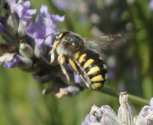 Anthidium florentinum