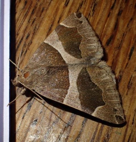 Réf. 153 395 : Dysgonia algira