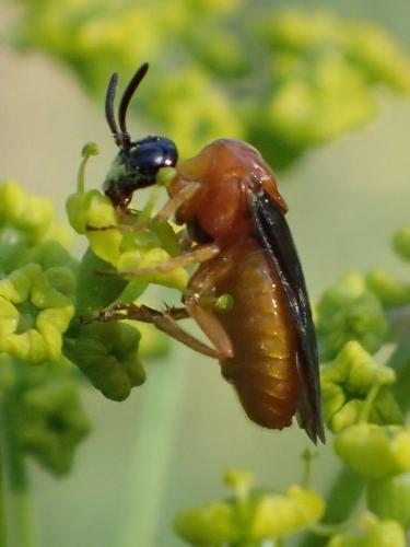 Sterictiphora angelicae