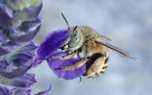 Réf. 153 122 : Amegilla garrula