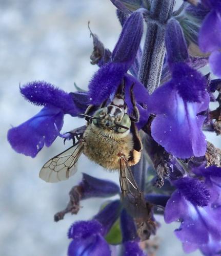 Réf. 153 123 : Amegilla garrula