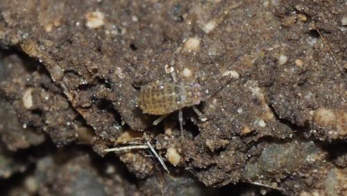 Therioaphis sp.