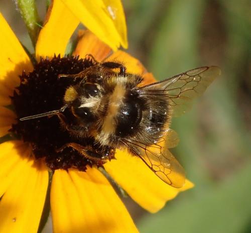 Bombus lapidarius