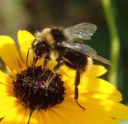 Bombus lapidarius