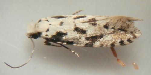 Nemapogon nevadella