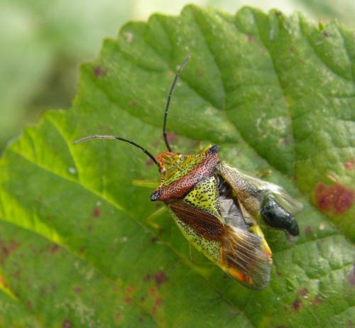 Acanthosoma haemorrhoidale haemorrhoidale